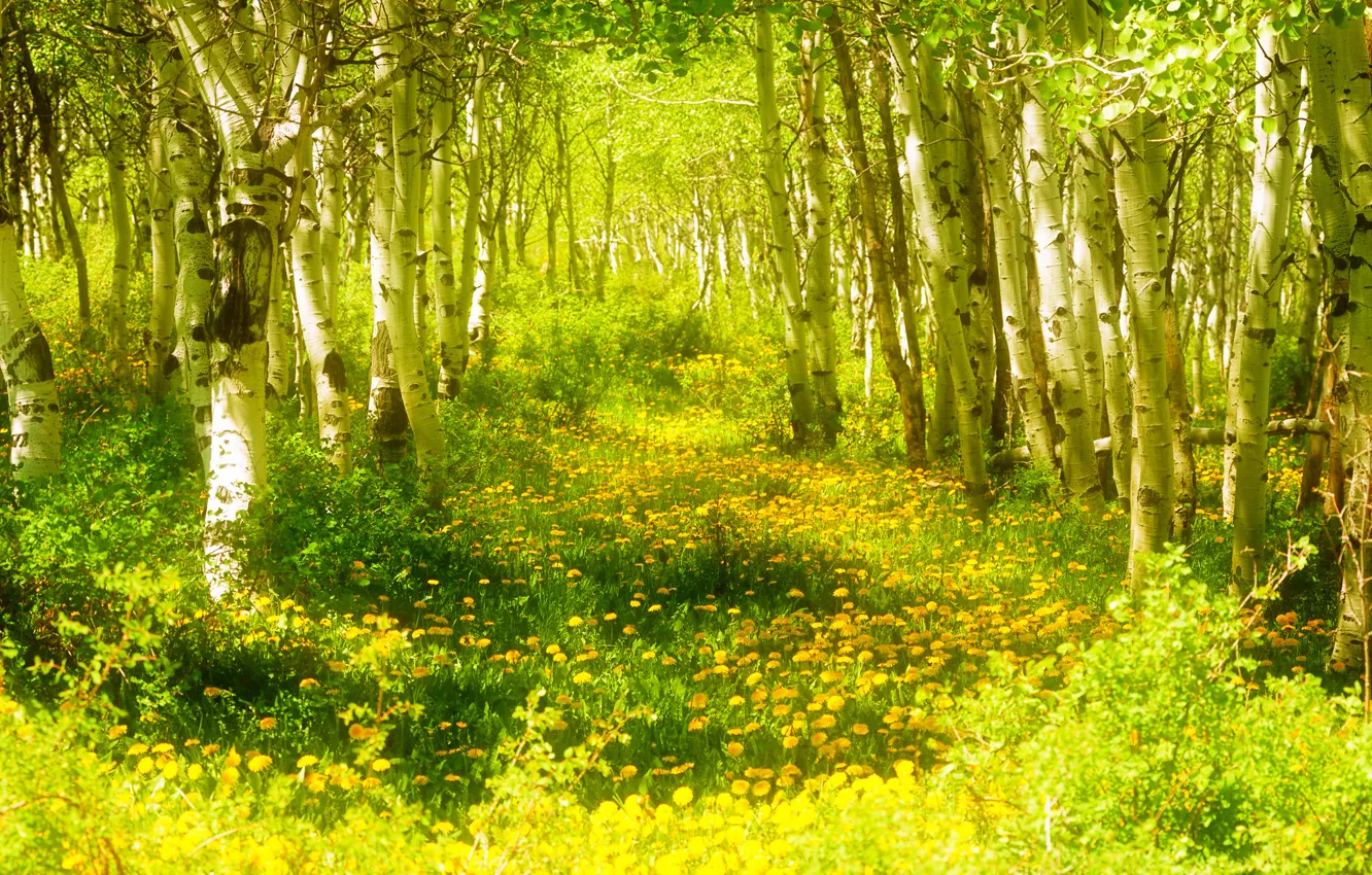 Photo wallpaper forest, grass, trees, flowers, spring