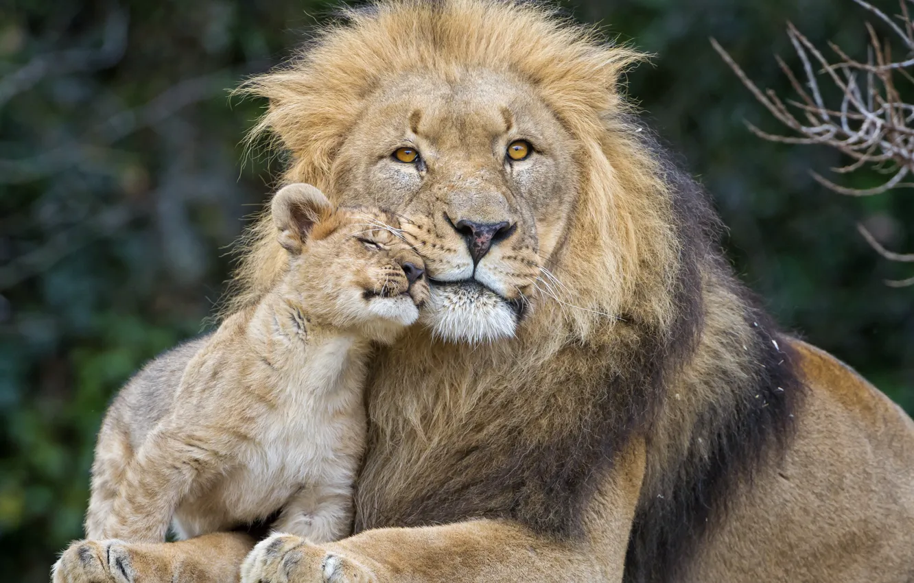 Photo wallpaper cats, Leo, lion, пара ©Tambako The Jaguar