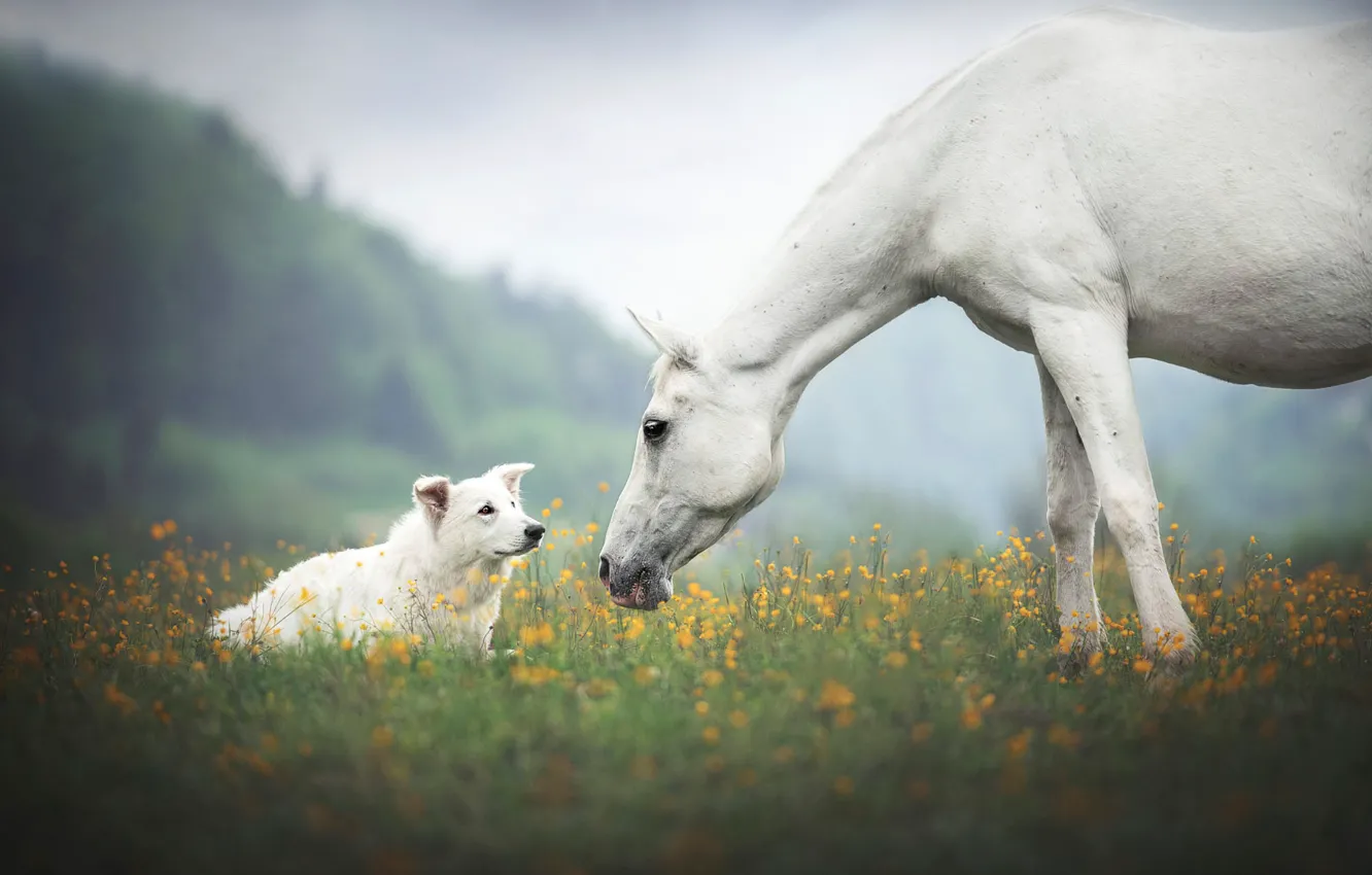 Photo wallpaper field, forest, white, summer, look, flowers, pose, fog