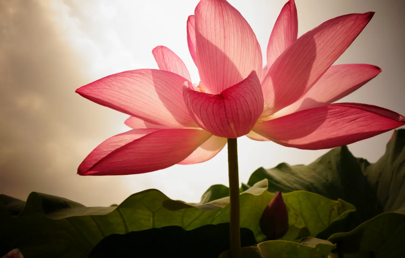 Photo wallpaper flower, leaves, pink, petals, Lotus