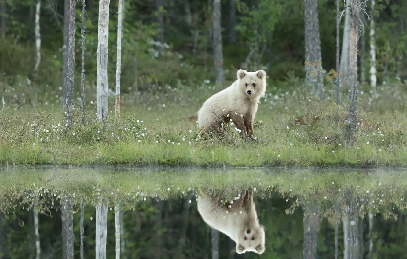 Photo wallpaper forest, grass, reflection, shore, baby, bear, bear, sitting