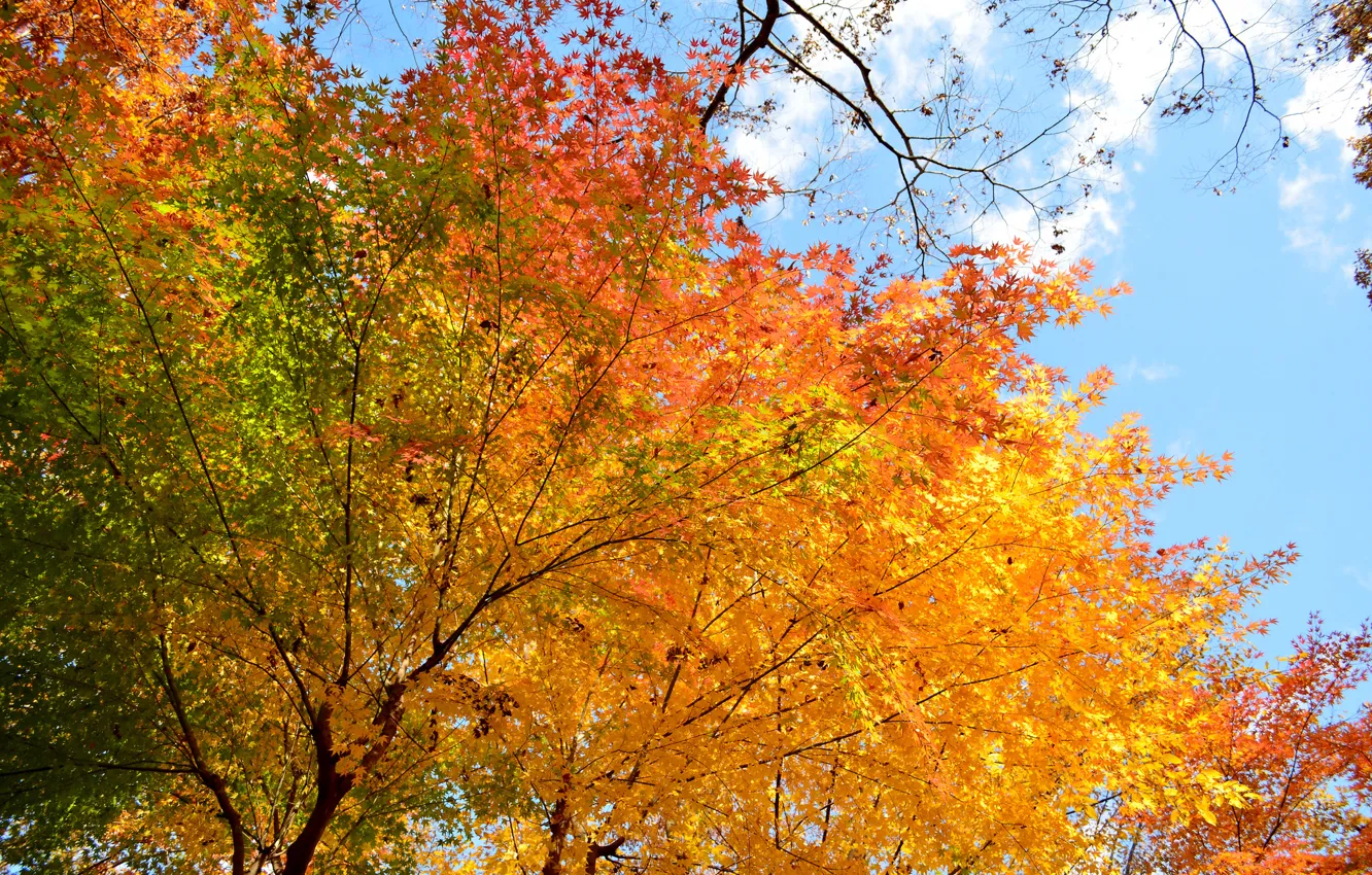 Photo wallpaper autumn, the sky, leaves, trees