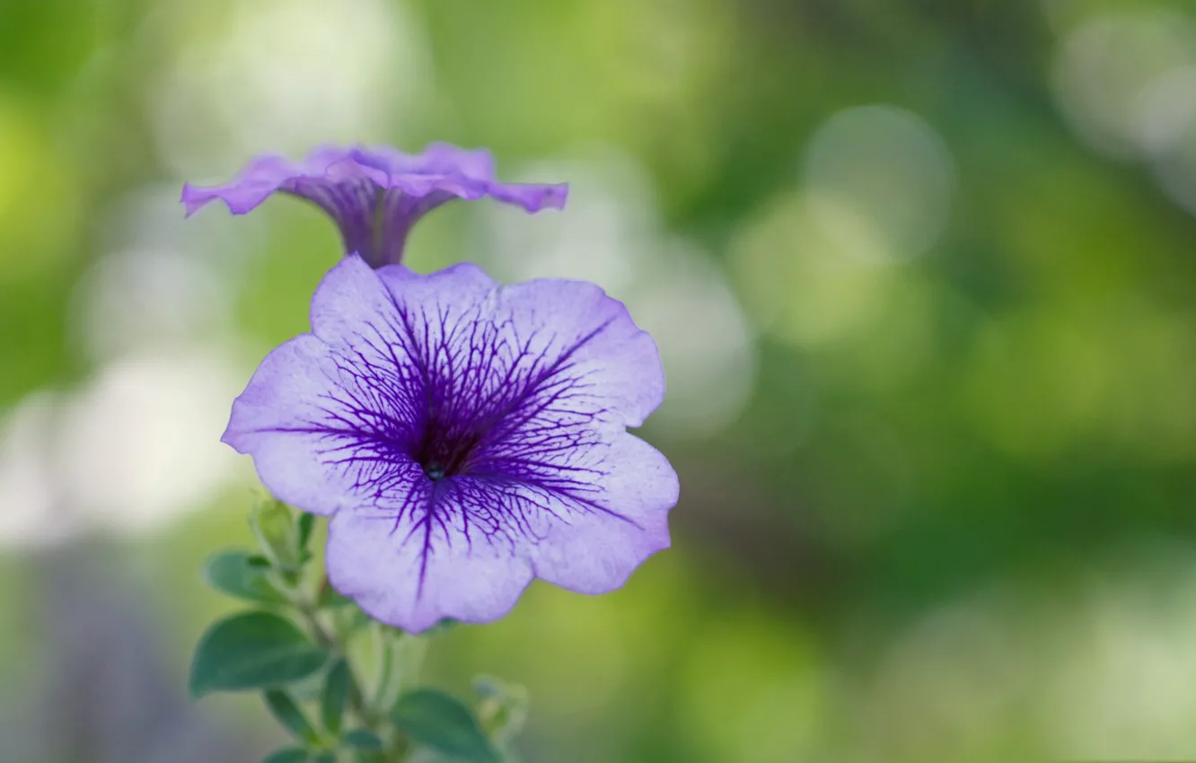 Photo wallpaper macro, plant, petals, Petunia