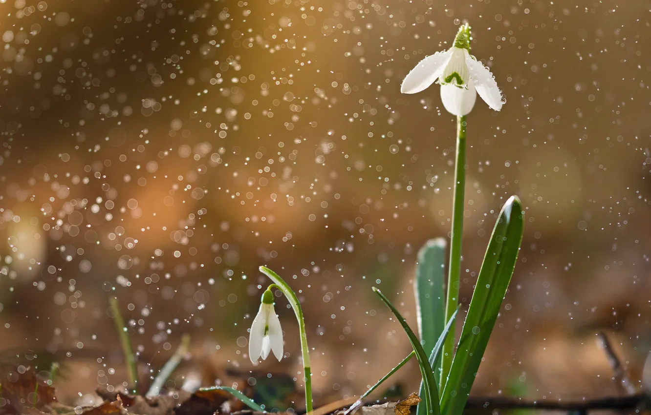 Photo wallpaper nature, spring, snowdrops