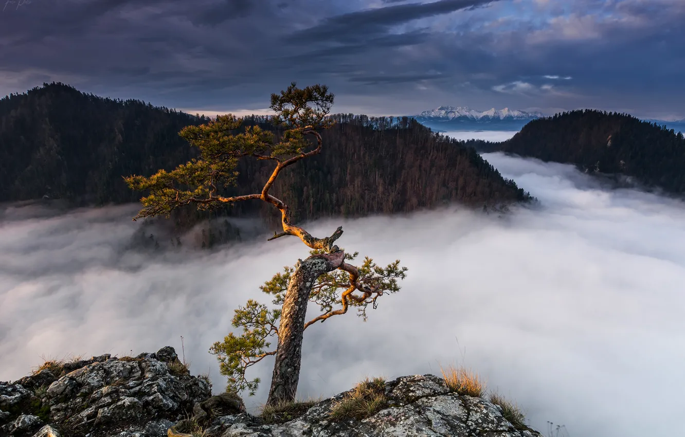 Photo wallpaper clouds, landscape, mountains, clouds, nature, tree, Poland, forest