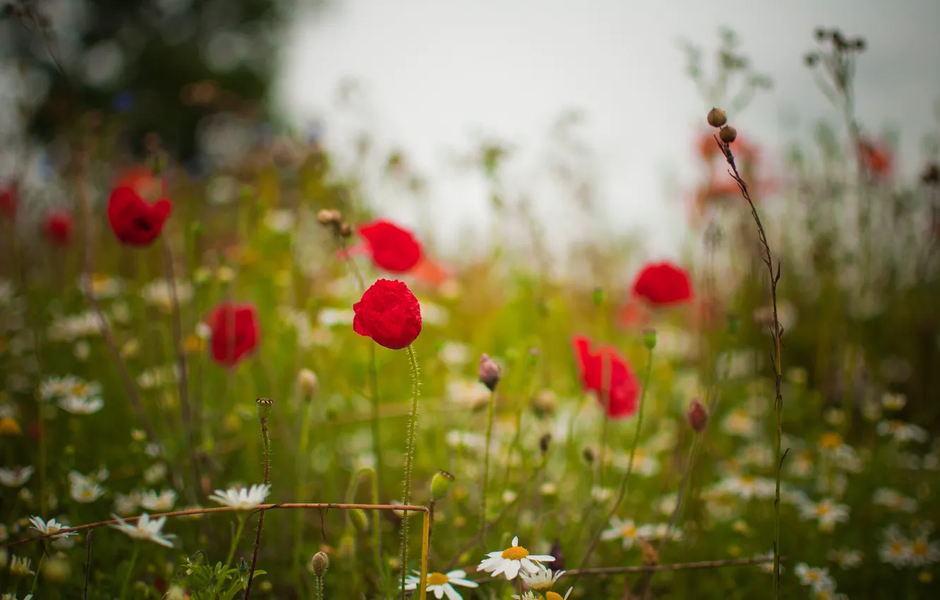 Photo wallpaper field, summer, grass, flowers, nature, glade, Maki, chamomile