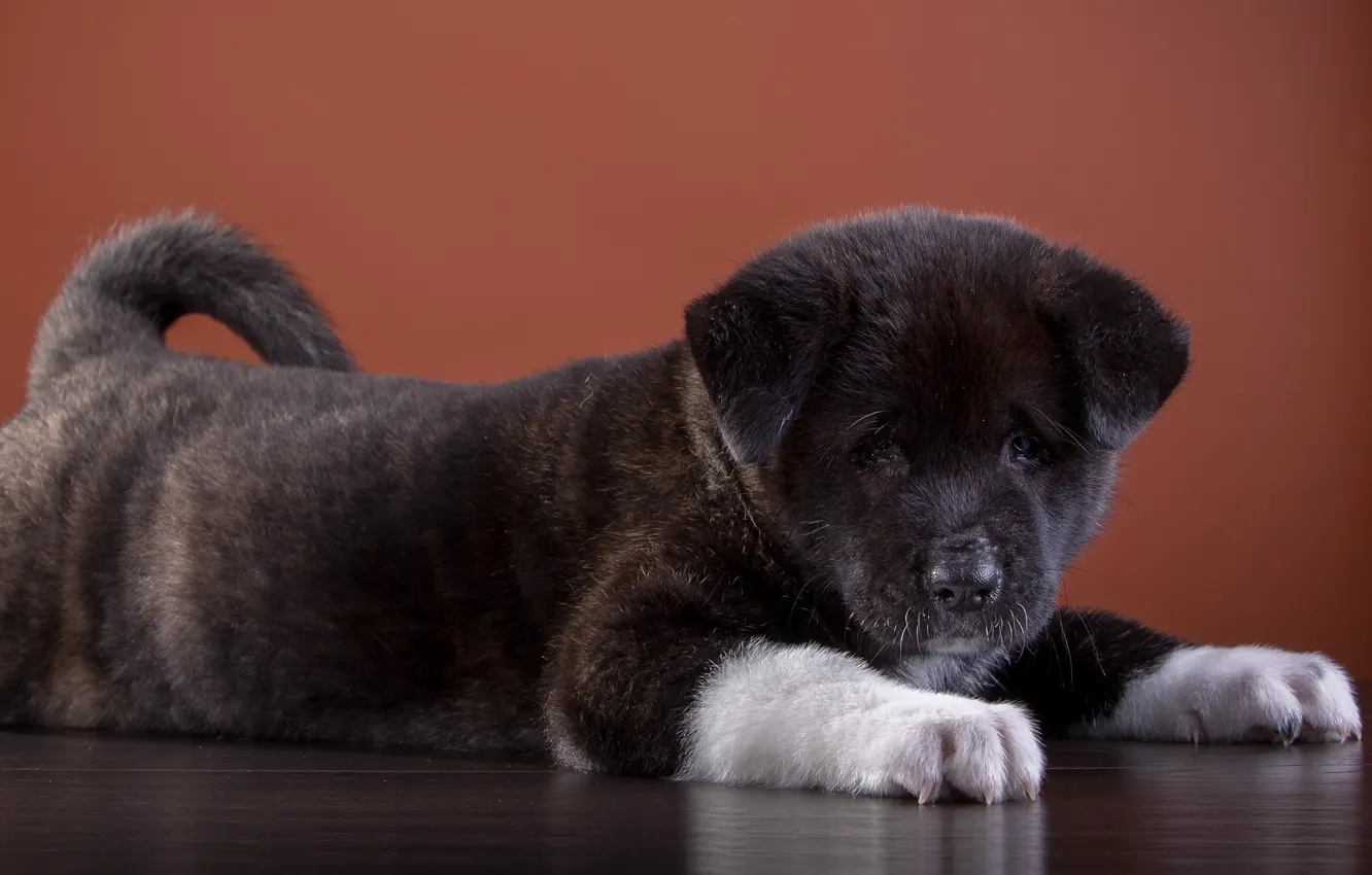 Photo wallpaper puppy, American, Akita