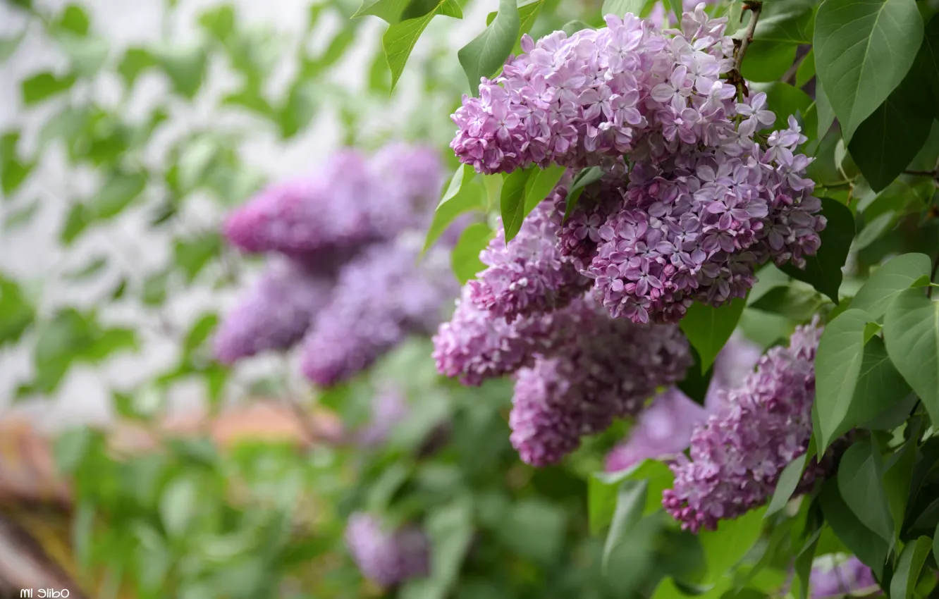 Photo wallpaper spring, lilac, bunches