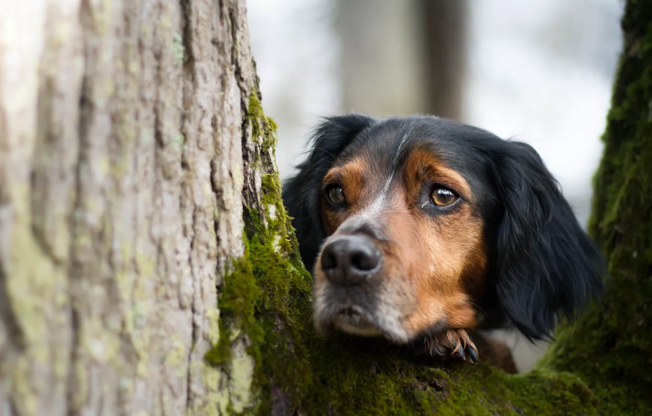 Photo wallpaper look, each, dog