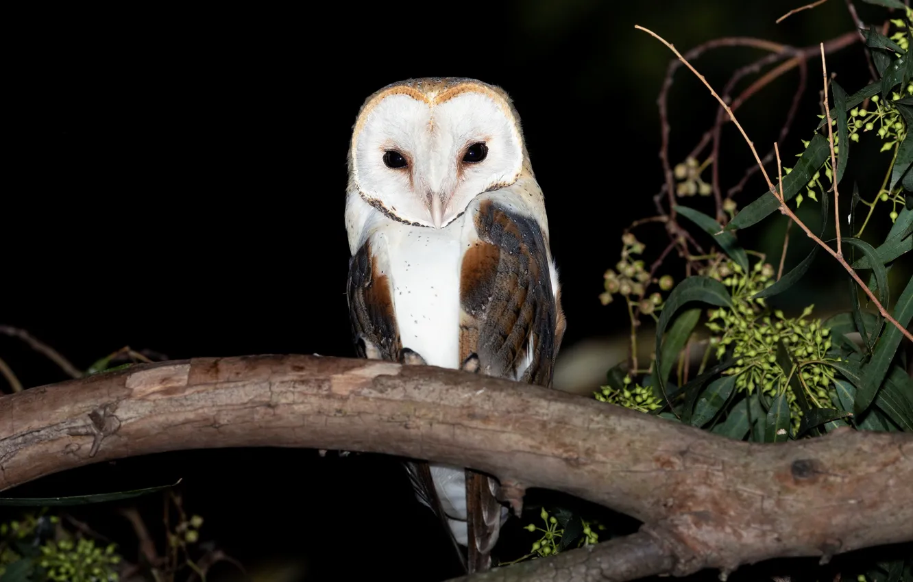 Photo wallpaper look, leaves, night, branches, owl, bird, black background, the barn owl