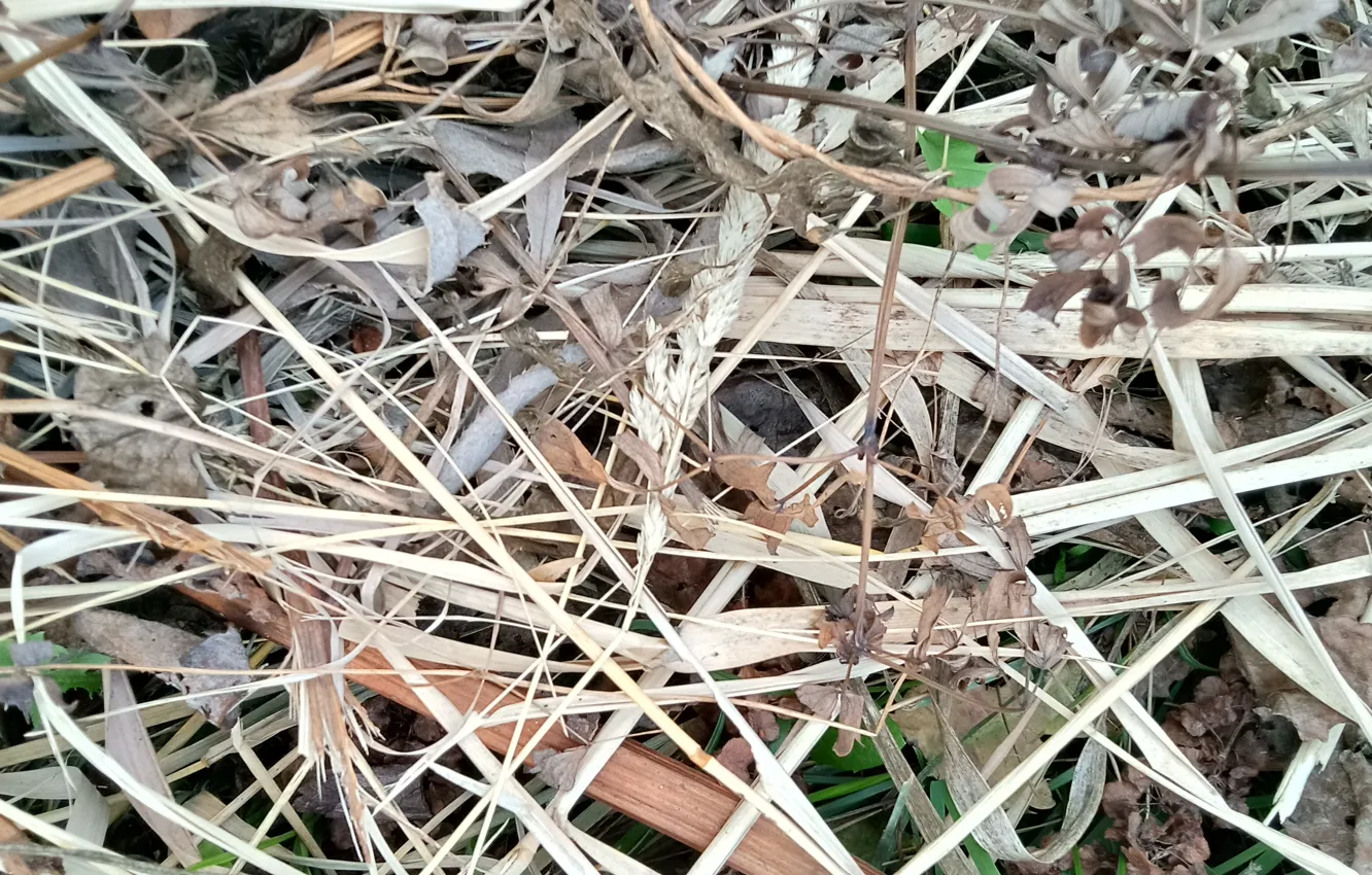 Photo wallpaper texture, dry grass, mowing, naturel