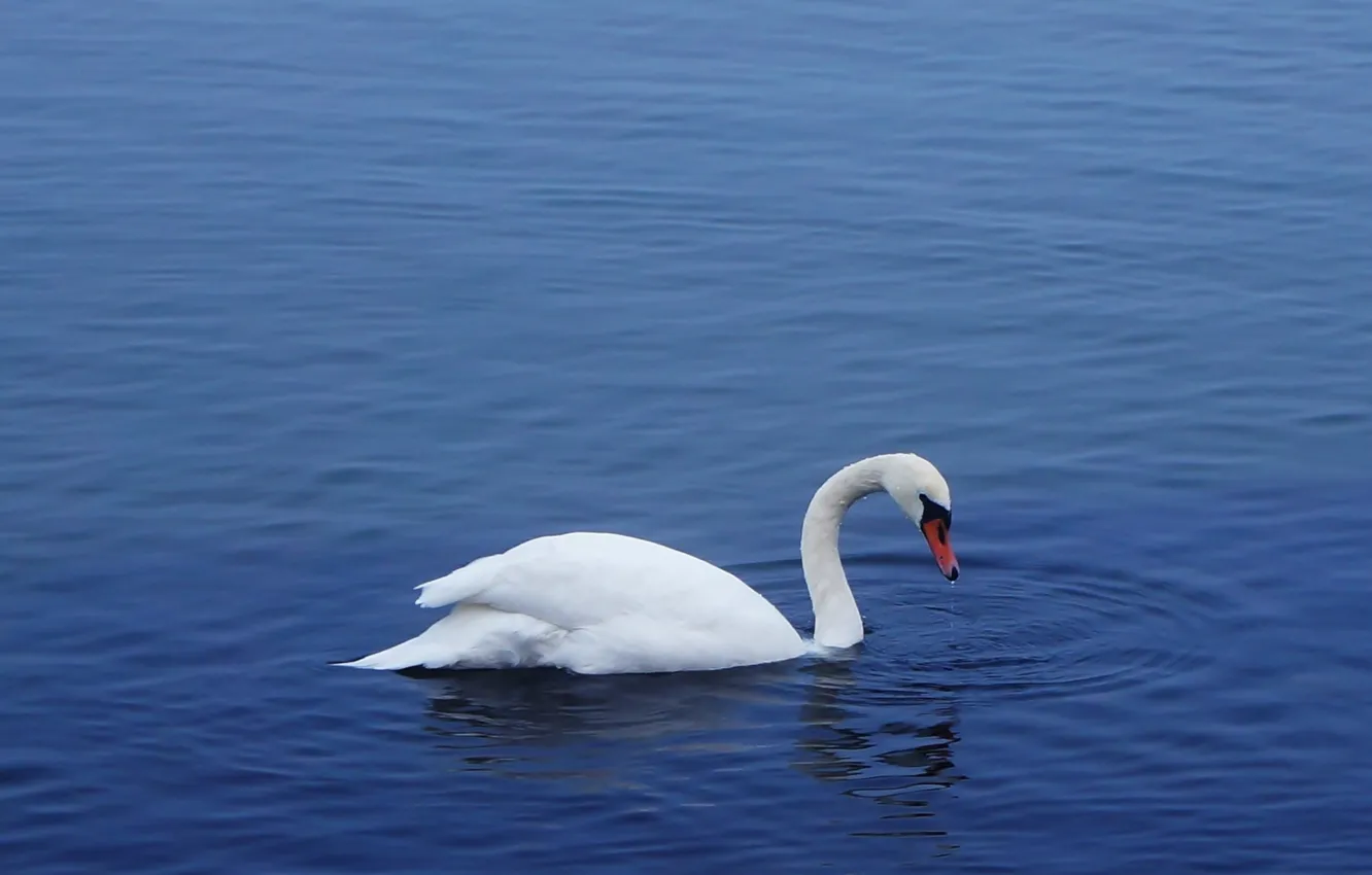 Photo wallpaper swan, bird, water, lake