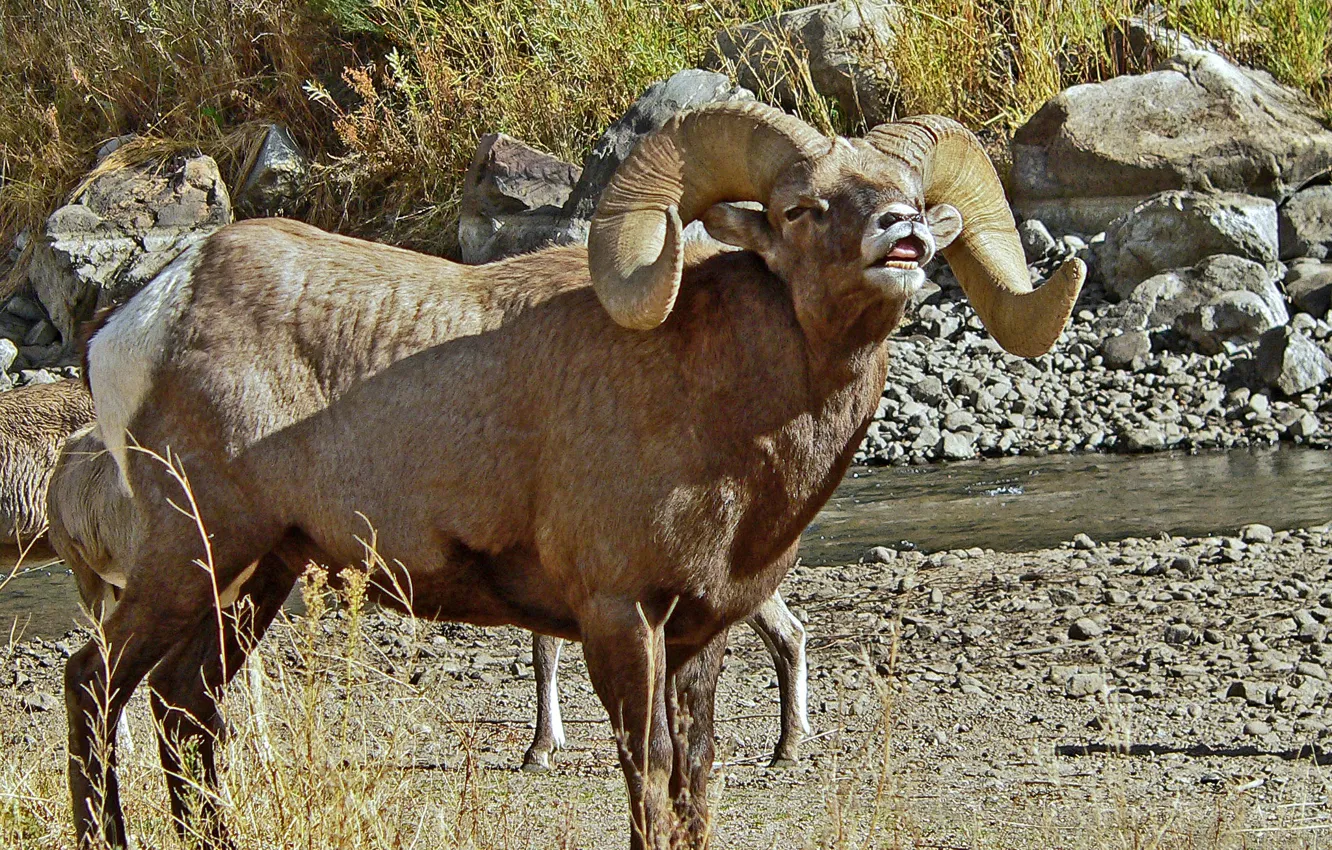 Photo wallpaper horns, RAM, bighorn sheep
