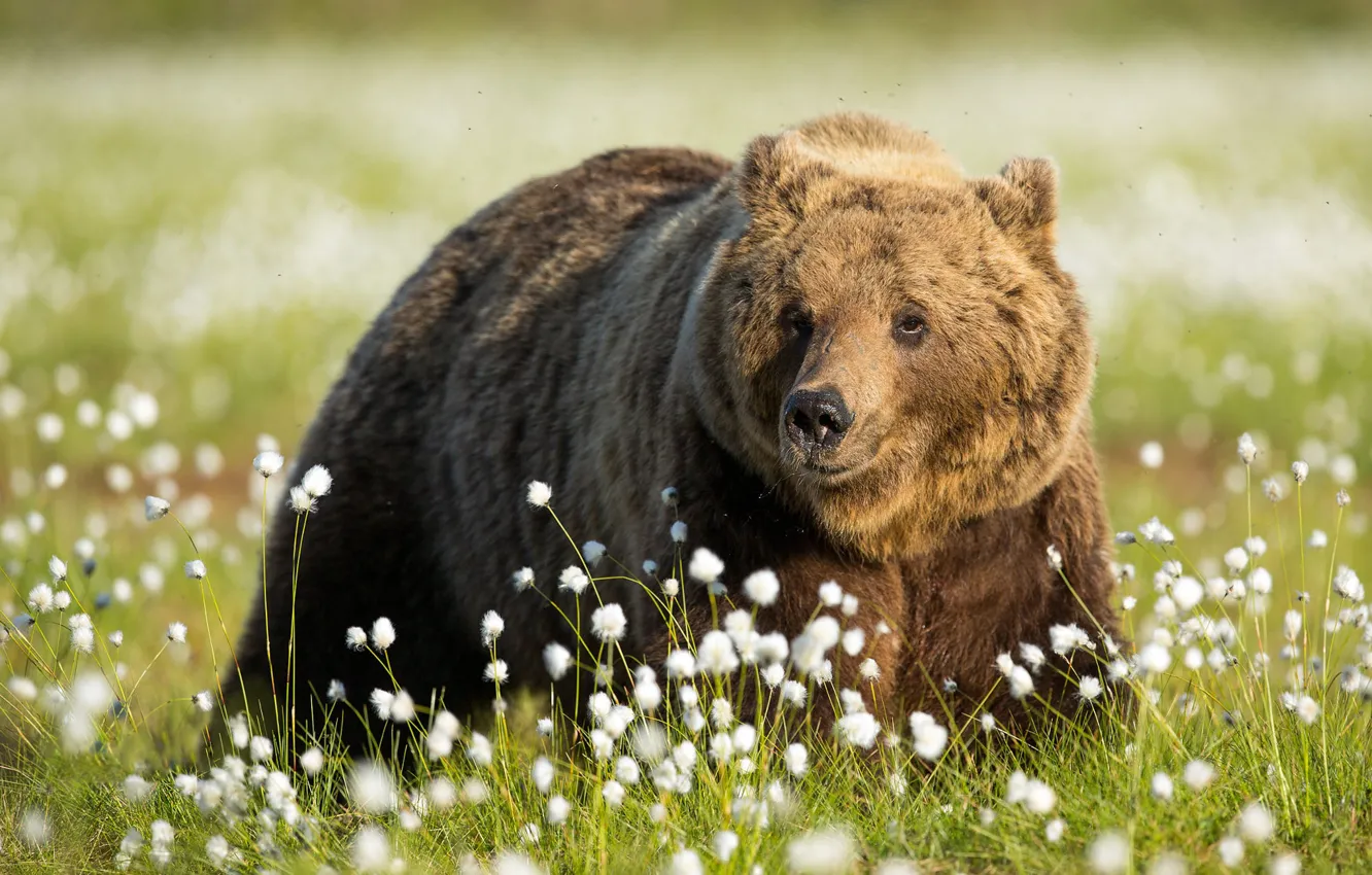 Photo wallpaper grass, look, face, flowers, nature, pose, smile, background