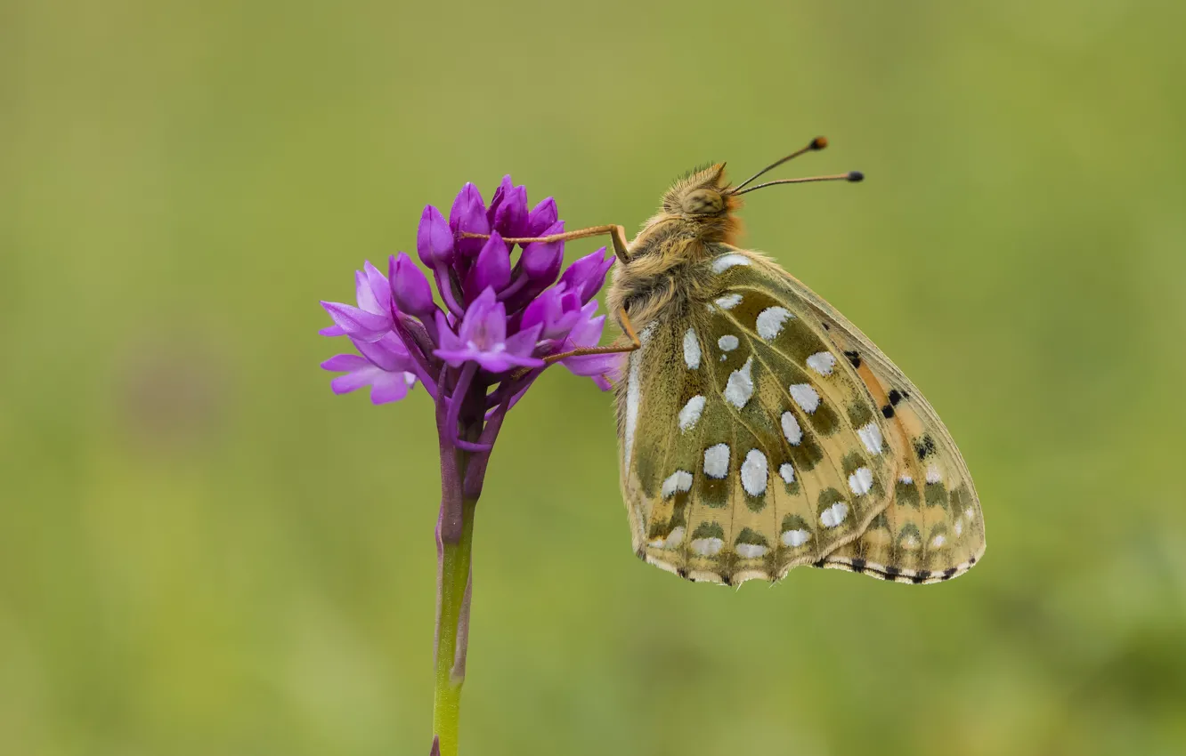 Photo wallpaper butterfly, meadow, flower