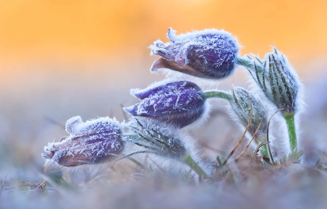 Photo wallpaper ice, winter, flowers, snowflakes, buds, frost, frozen