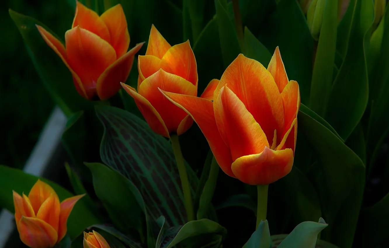 Photo wallpaper leaves, flowers, orange, green, tulips