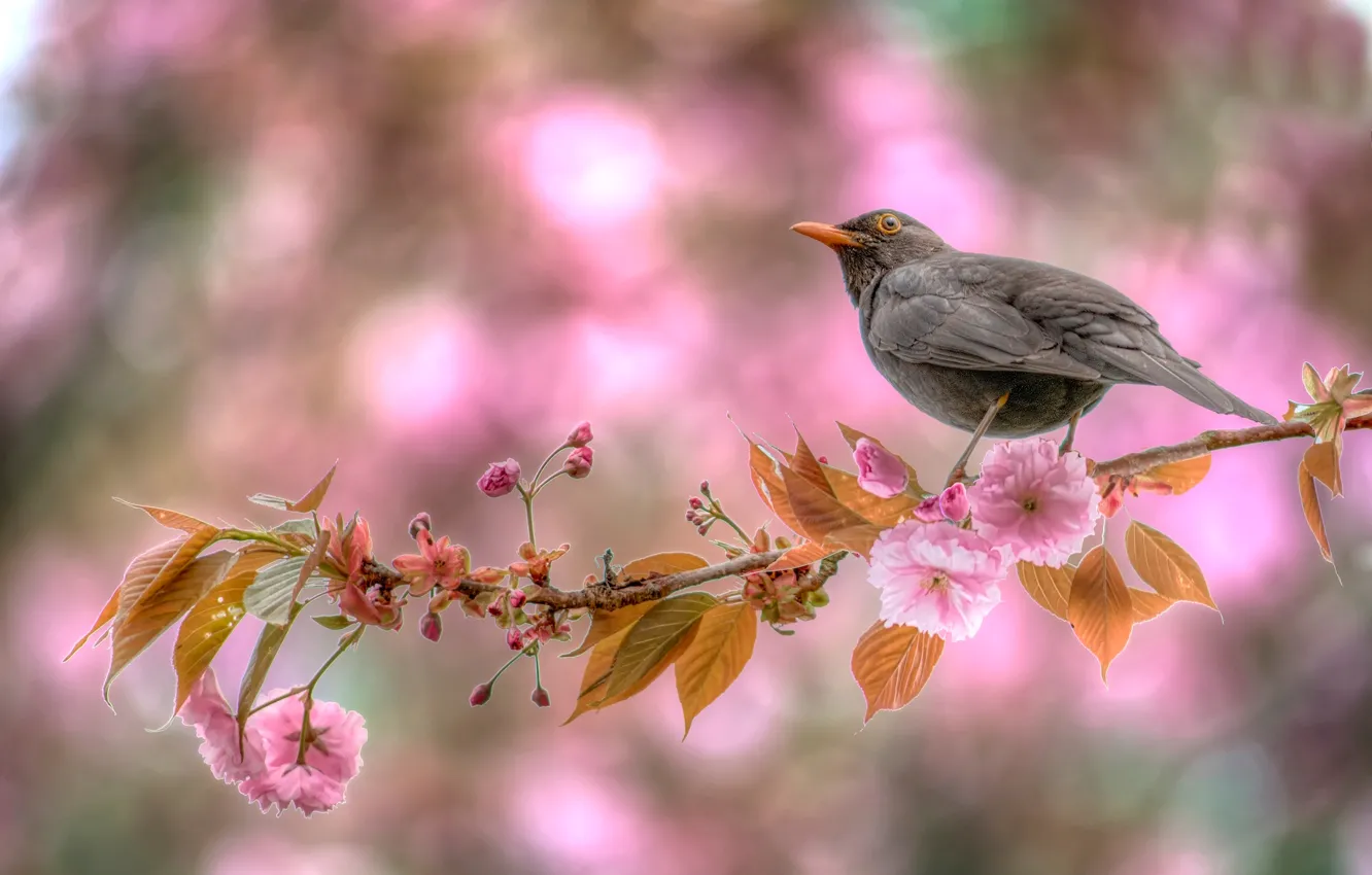 Photo wallpaper branches, bird, spring, flowering