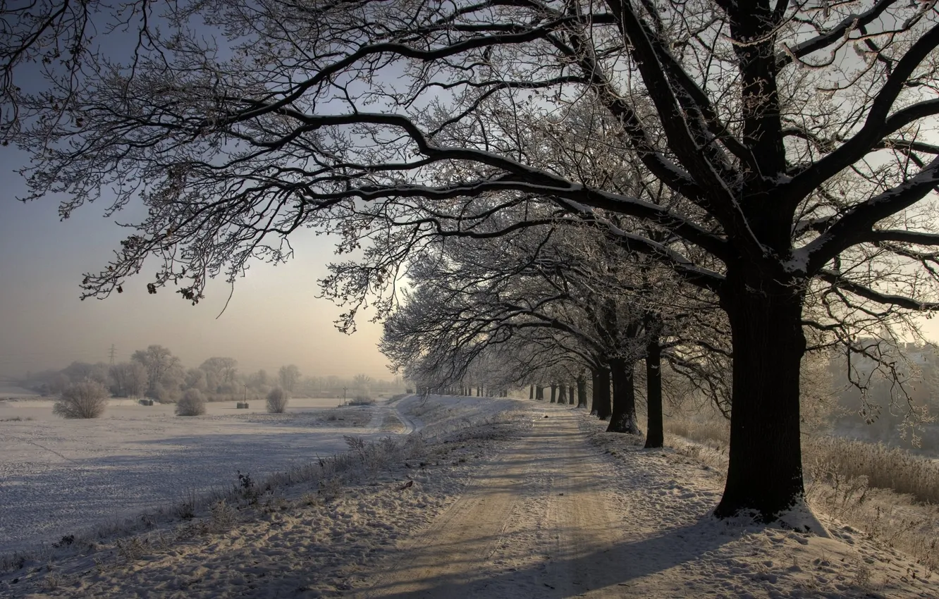 Photo wallpaper Winter, Road, Trees