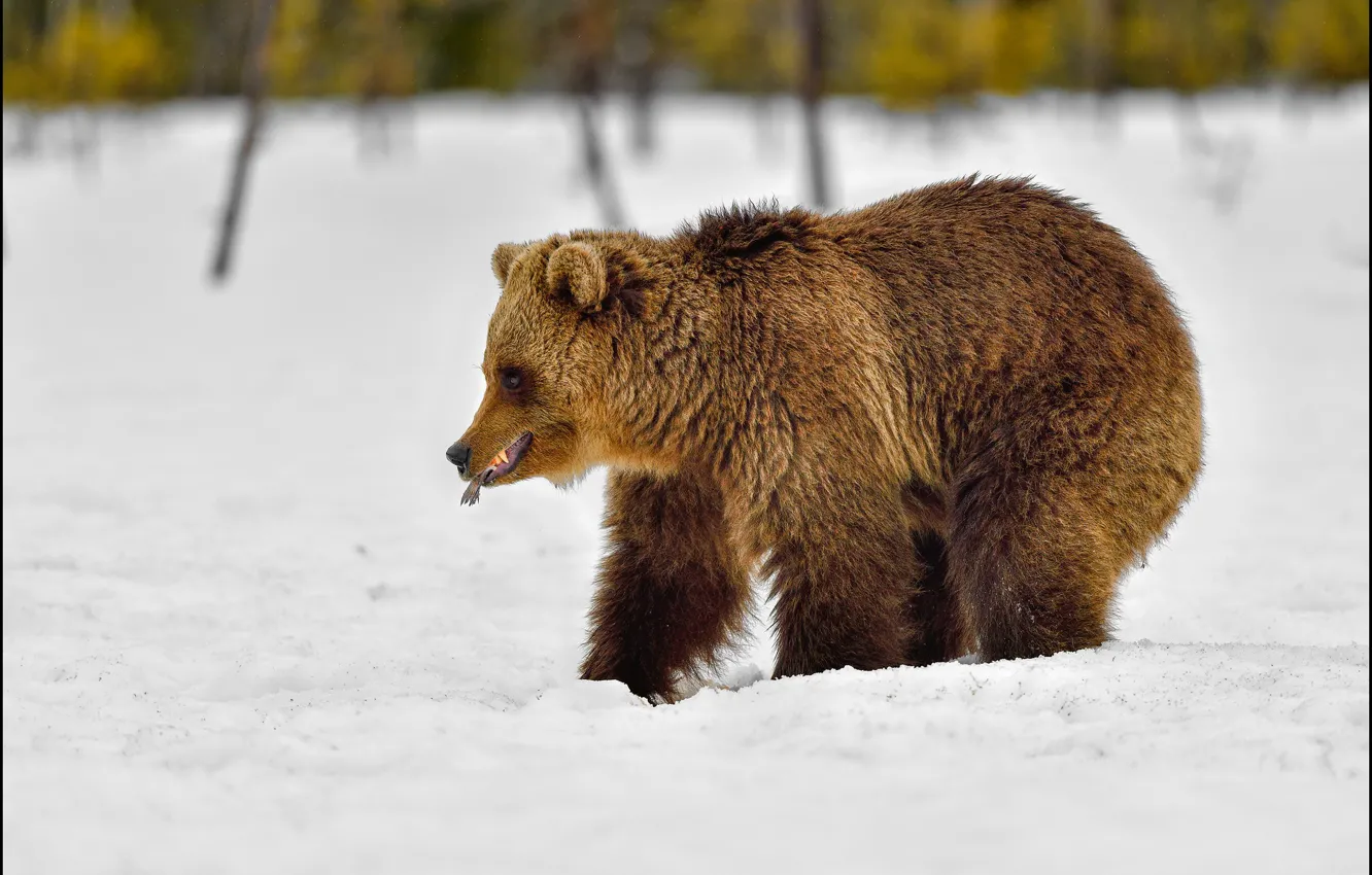 Photo wallpaper bear, the snow, snow, nature, winter, mining, tail, fish