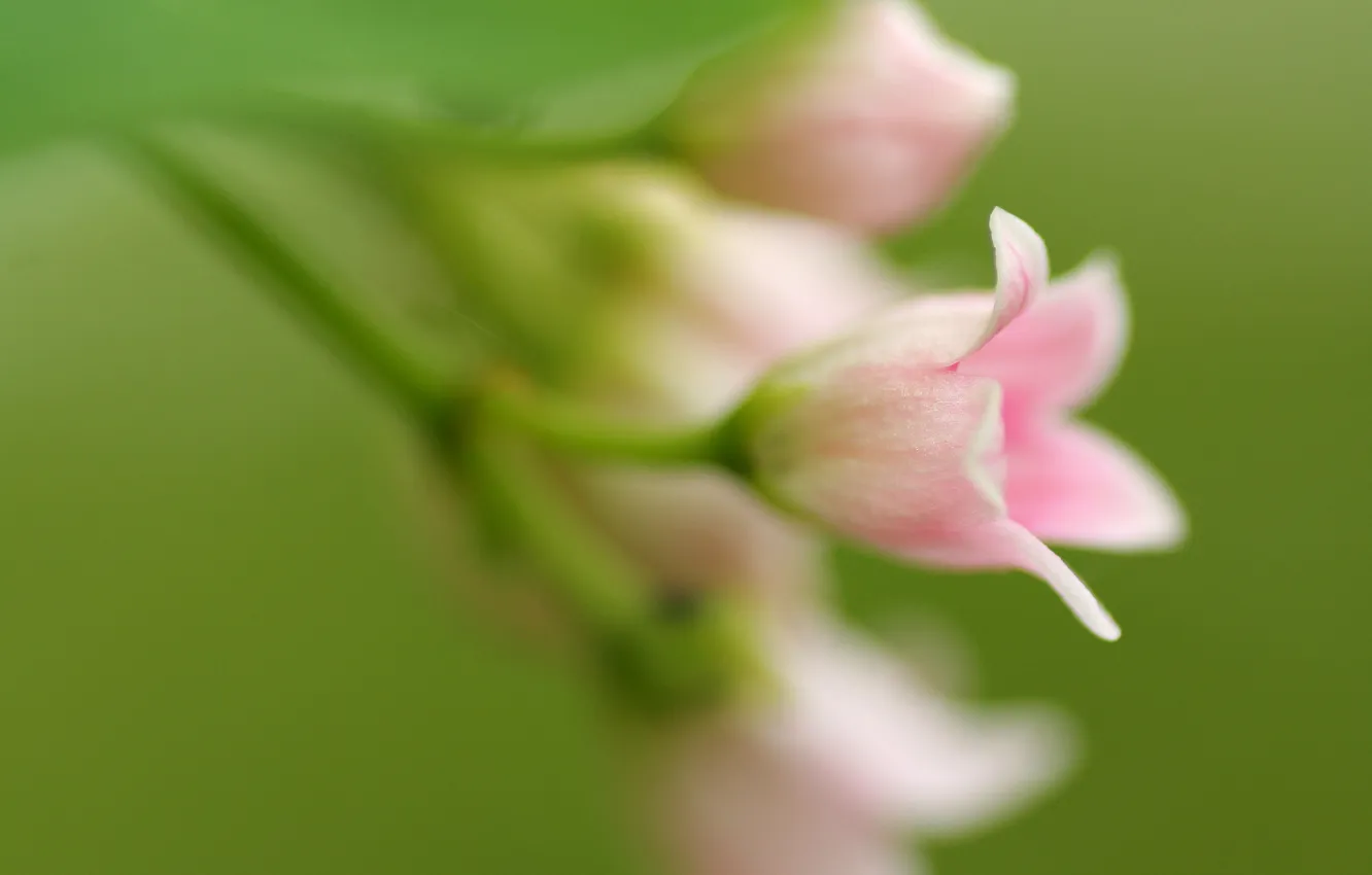 Photo wallpaper flowers, green, background, pink