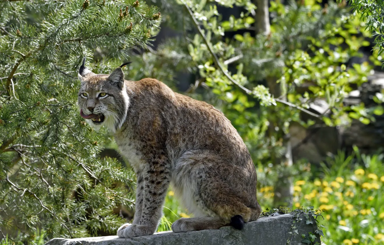 Photo wallpaper language, cat, stones, lynx, pine