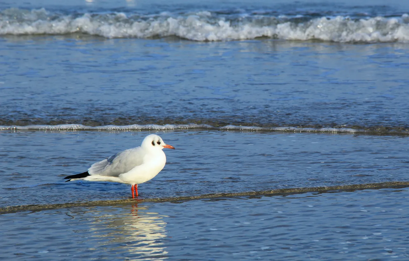 Photo wallpaper bird, water, seagull