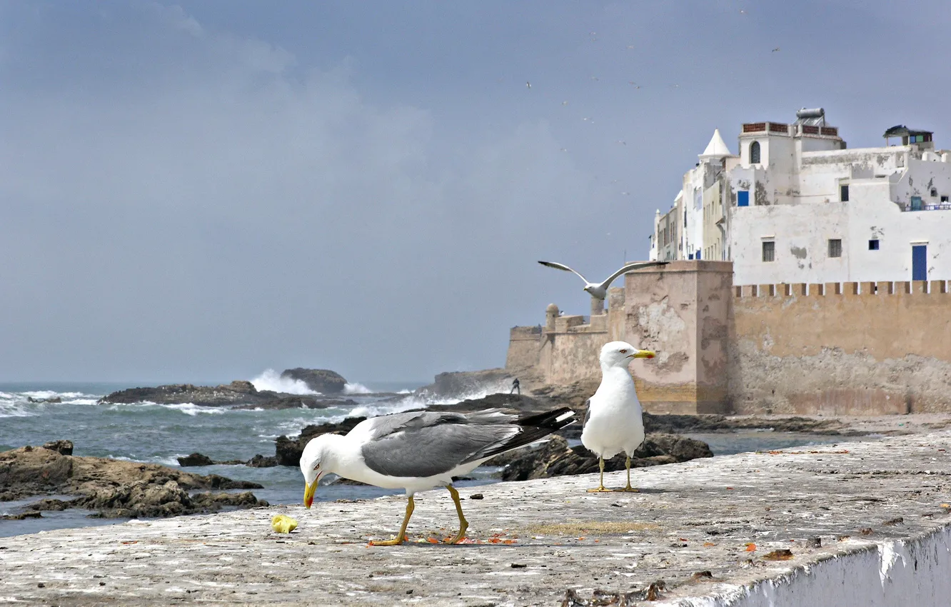 Photo wallpaper sea, wall, bird, seagulls, home, Morocco, Essaouira