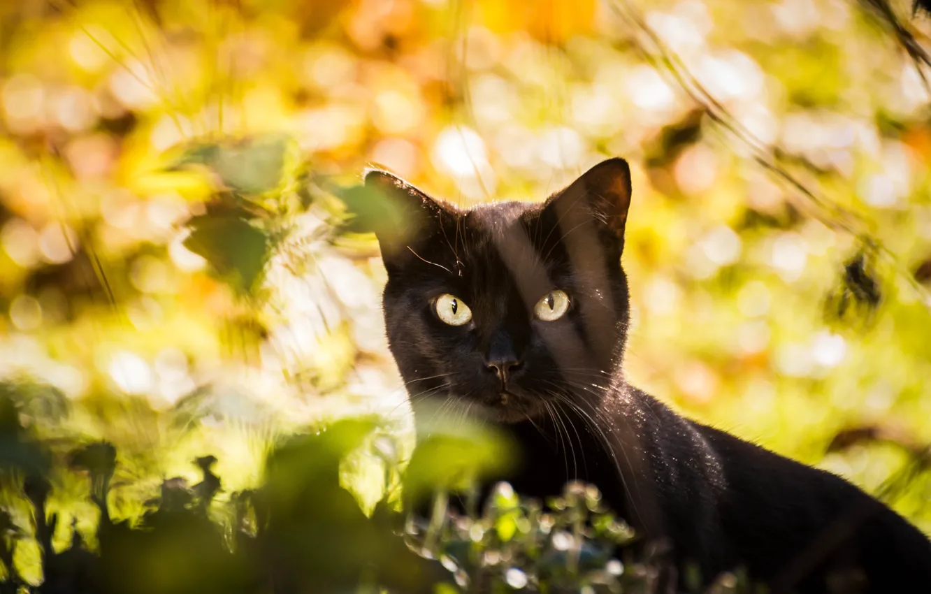 Photo wallpaper cat, cat, look, leaves, light, nature, black, face
