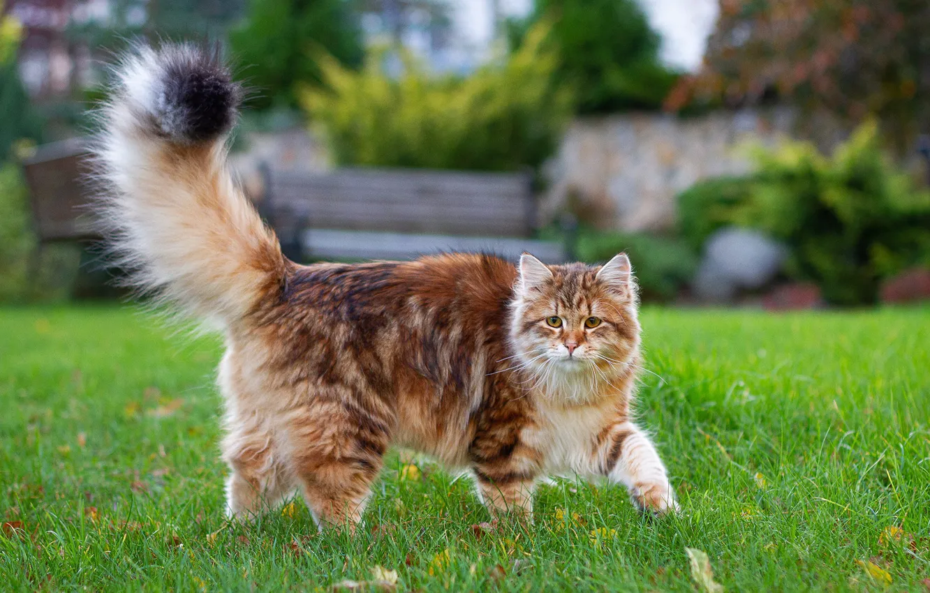 Photo wallpaper cat, grass, cat, nature, lawn, red, walk, striped
