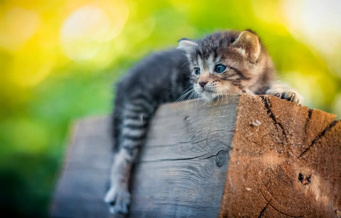 Photo wallpaper kitty, small, log