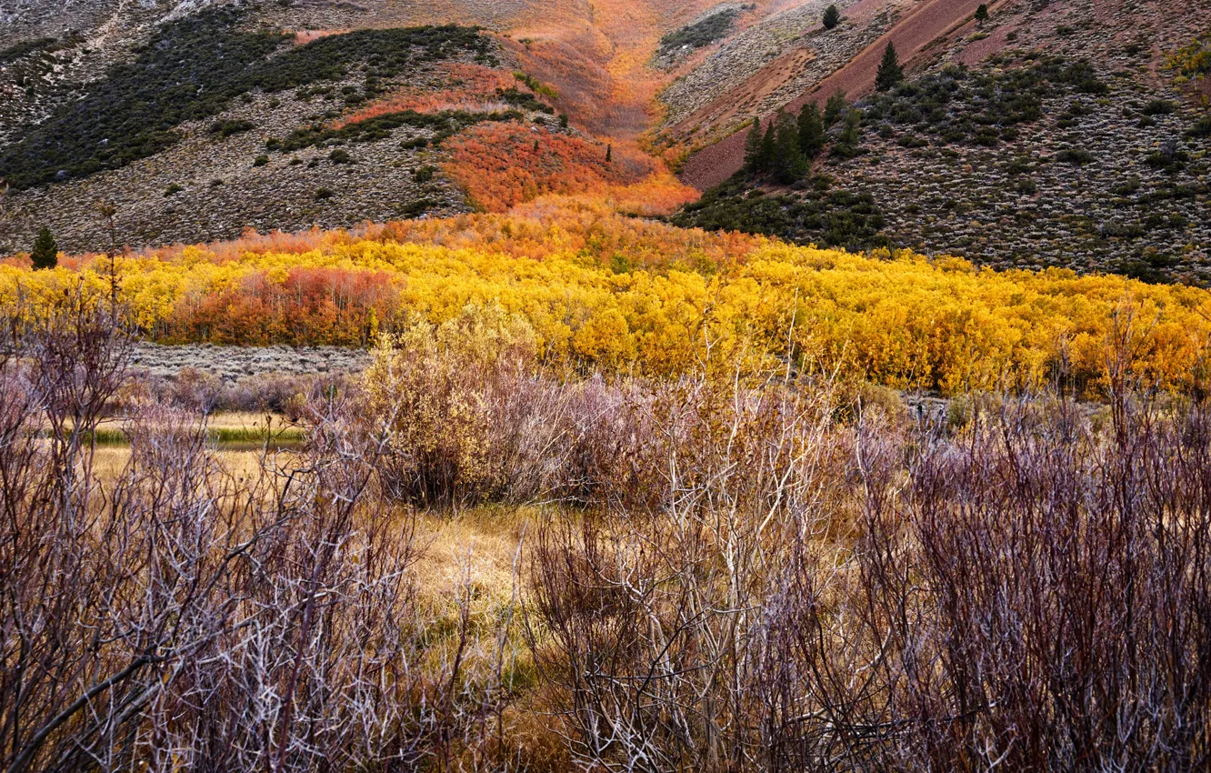Photo wallpaper autumn, forest, trees, mountains, valley, the bushes
