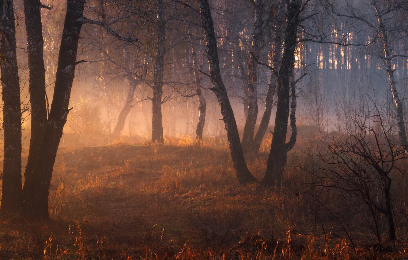 Photo wallpaper autumn, forest, light, fog, trunk, birch