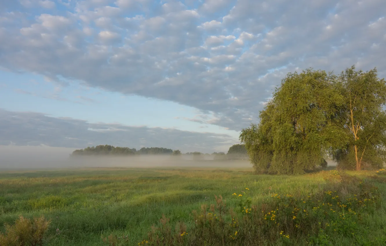 Photo wallpaper field, summer, fog