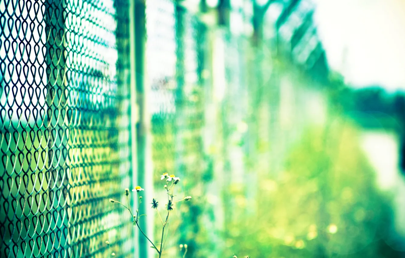 Photo wallpaper flower, the sun, macro, green, mesh, Wallpaper, plant, blur