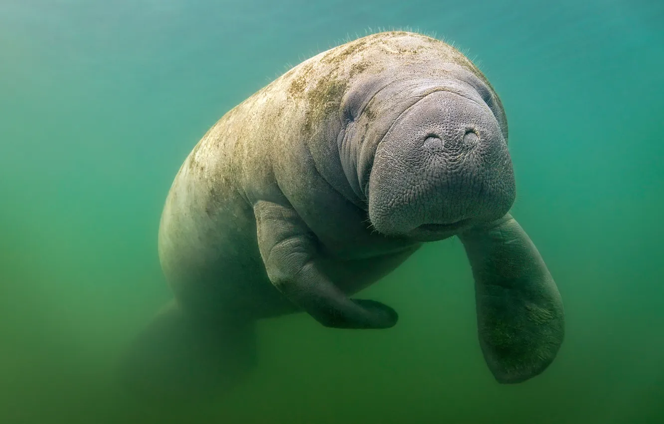 Photo wallpaper sea, nature, blue, water, animal, Florida, swimming, Manatee