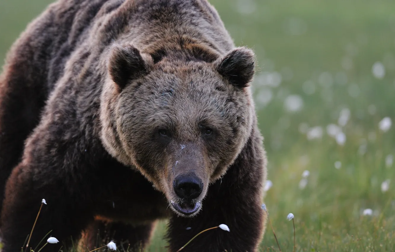 Photo wallpaper look, face, bear, walk