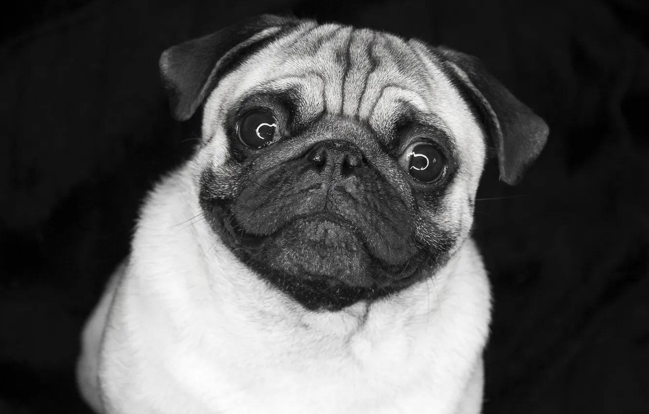 Photo wallpaper eyes, pug, doggie