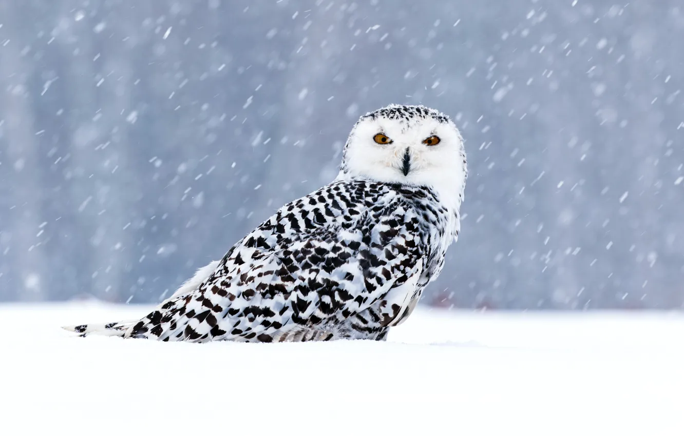 Photo wallpaper winter, look, snow, nature, owl, bird, the snow, Blizzard