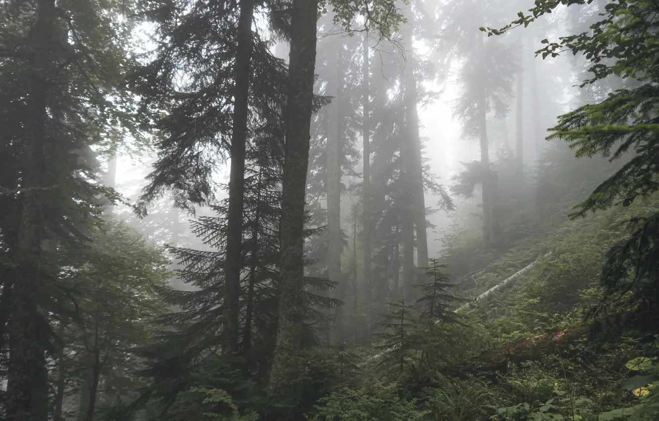 Photo wallpaper forest, trees, nature, fog, Russia, The Caucasus