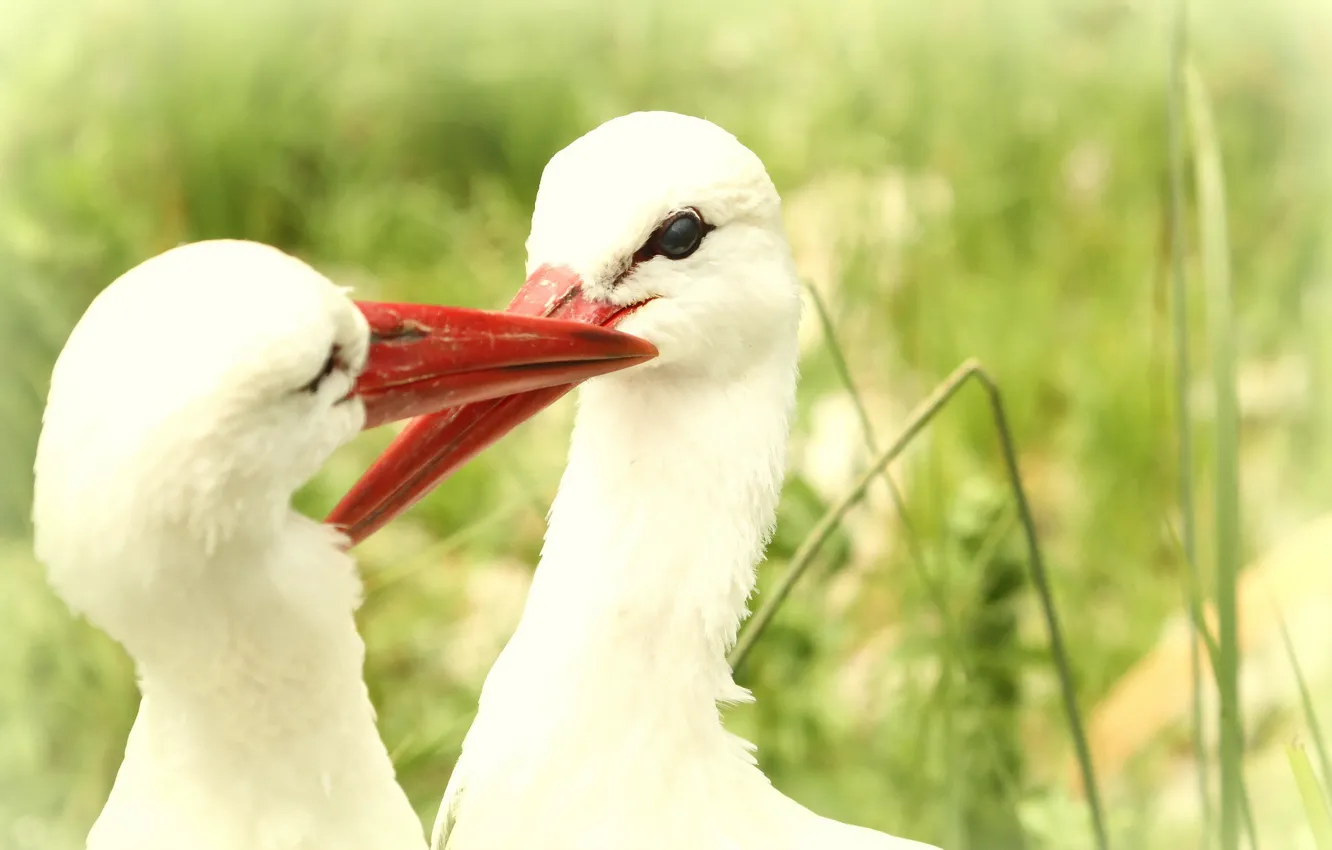 Photo wallpaper birds, nature, storks