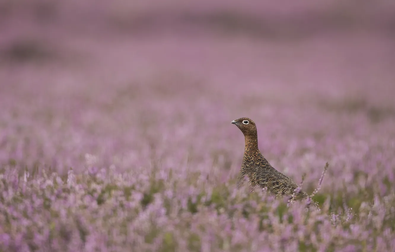 Photo wallpaper heather, Heather, the grouse, red grouse, purple Heather, purple heather