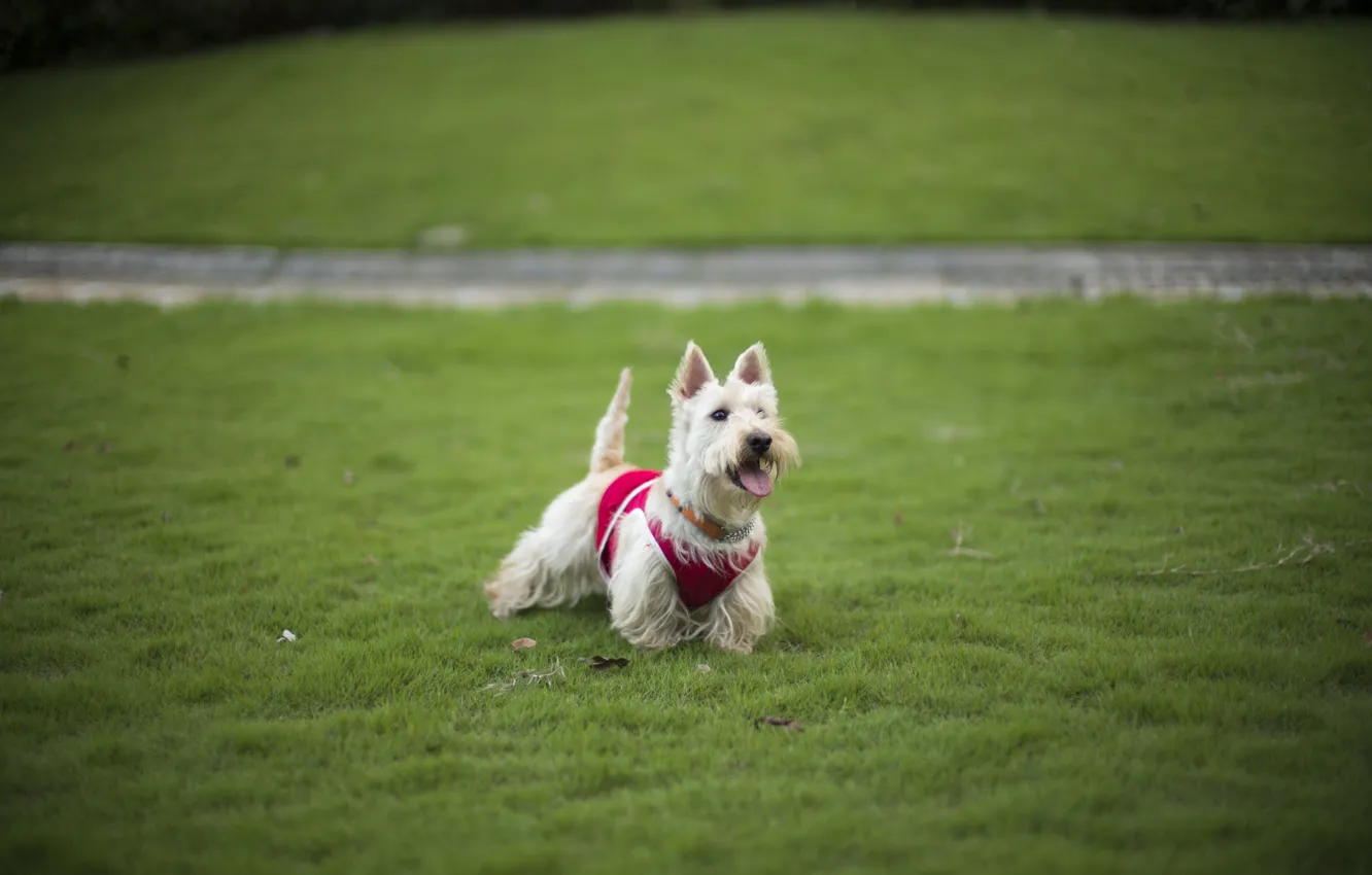 Photo wallpaper grass, each, dog, grass, lawn, dog, dog, Terrier