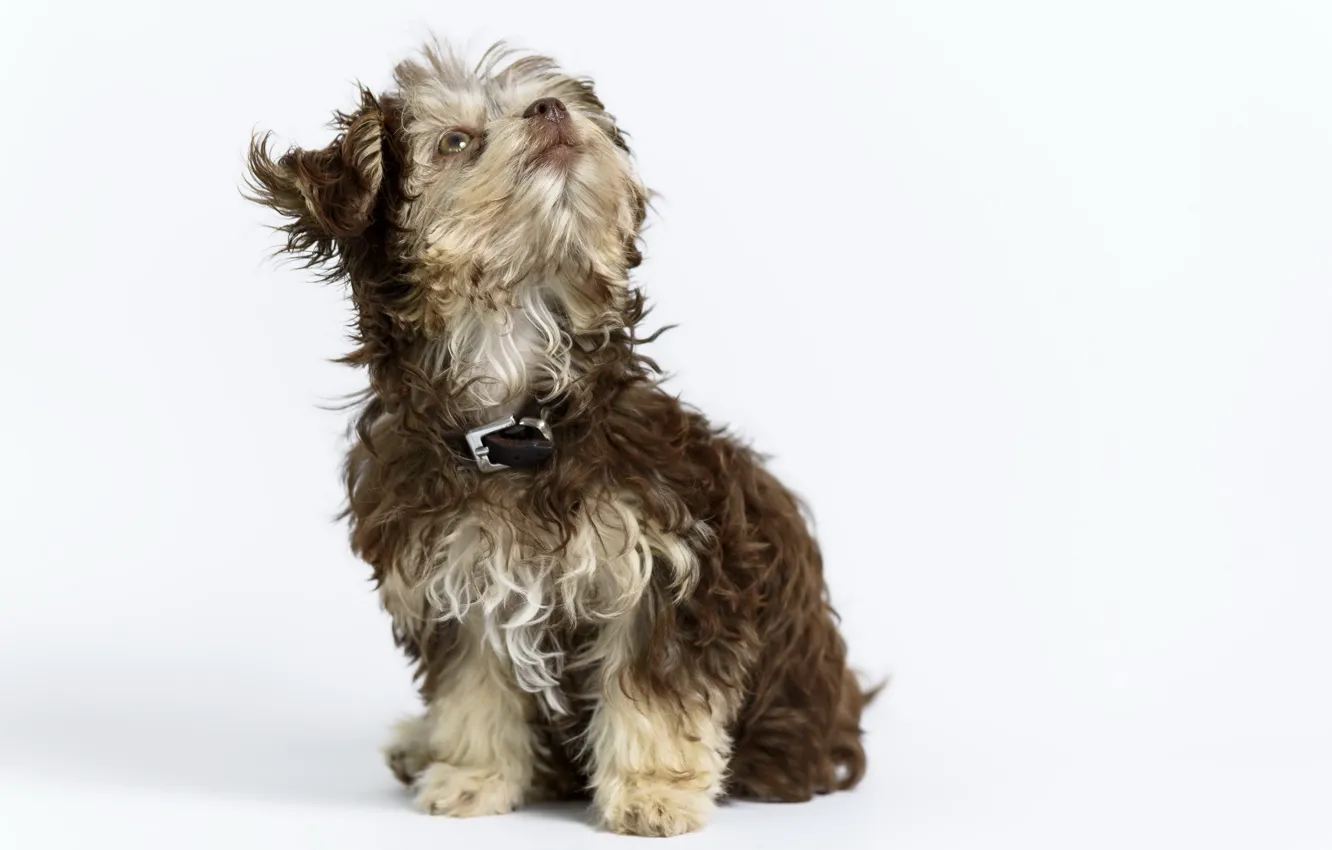 Photo wallpaper background, dog, puppy