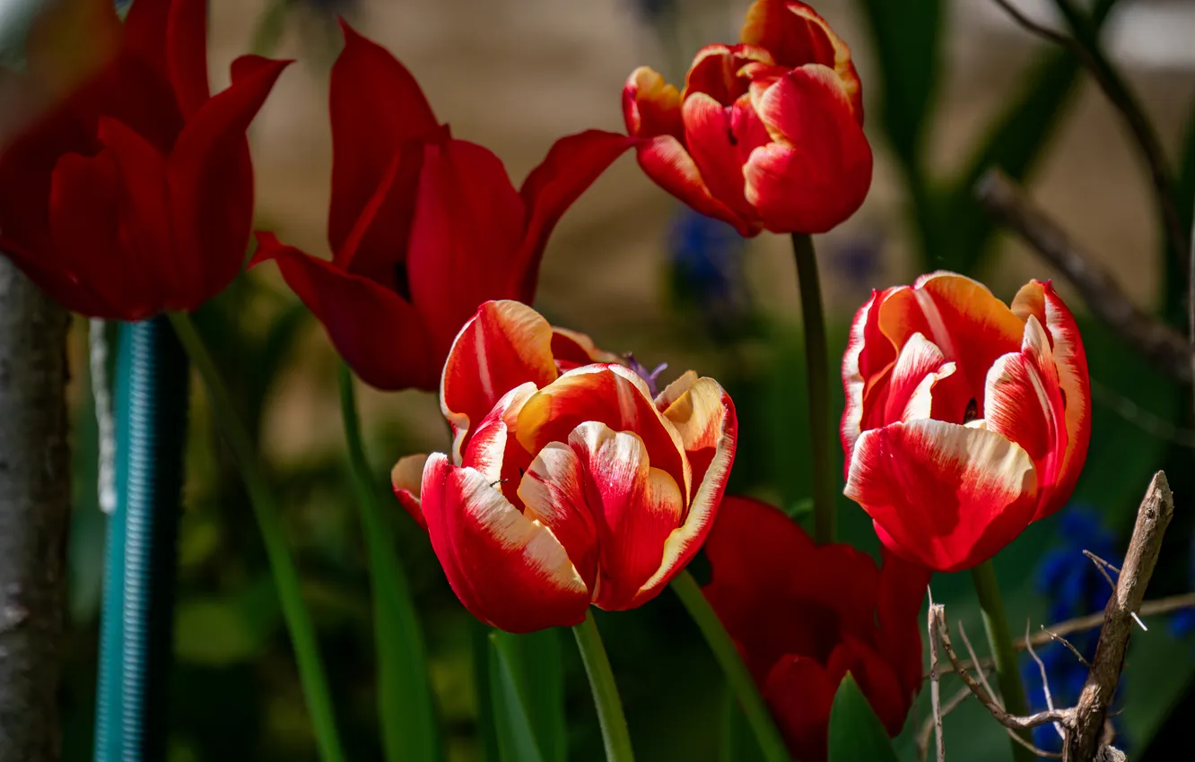 Photo wallpaper flowers, red, spring, tulips, bokeh, white-red, two-tone