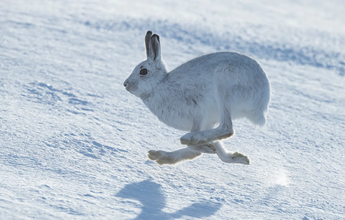 Photo wallpaper winter, snow, pose, jump, hare, paws, running, profile
