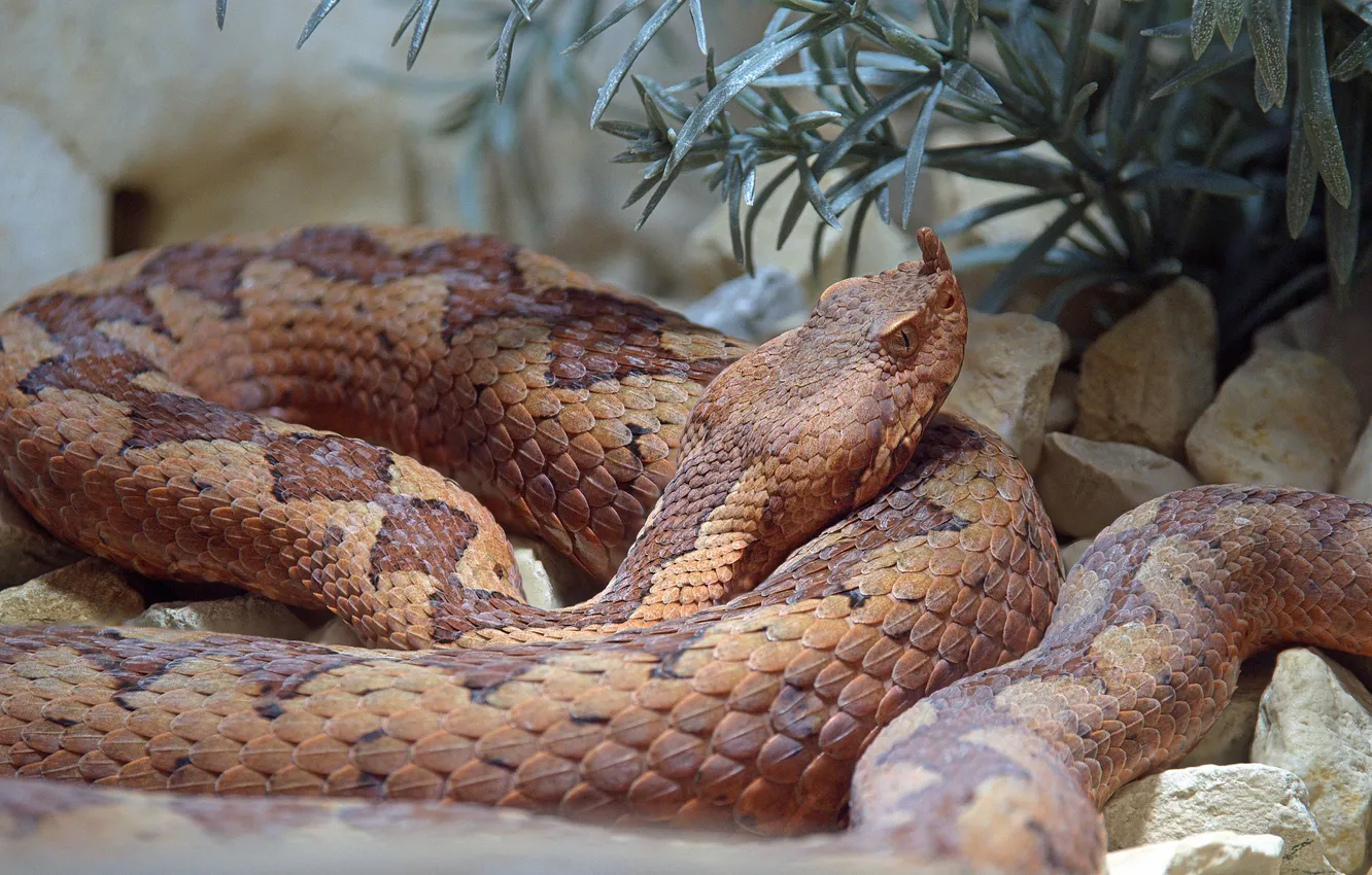 Photo wallpaper snake, ring, resting