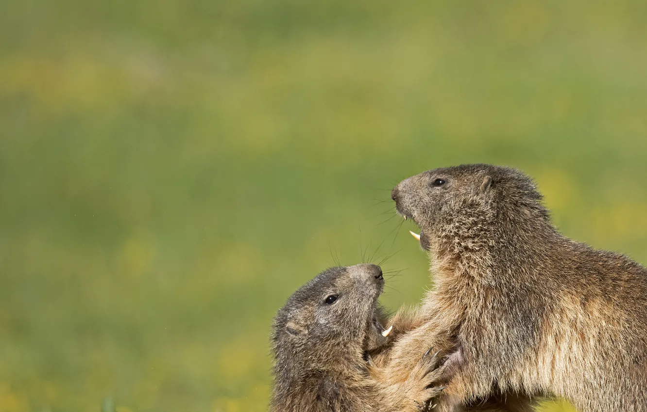 Photo wallpaper a couple, showdown, rodents, marmots, Who's the boss?, Alpine marmots