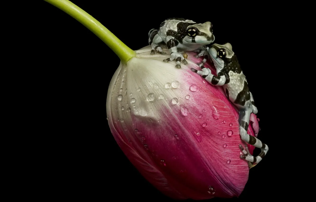 Photo wallpaper tulip, ampgibians, amazon milk frogs
