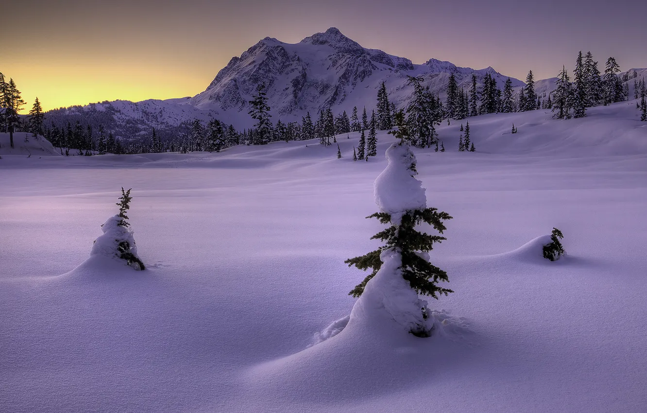 Photo wallpaper winter, snow, mountains, nature, tree